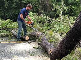 How Our Tree Care Process Works  in  Ely, IA