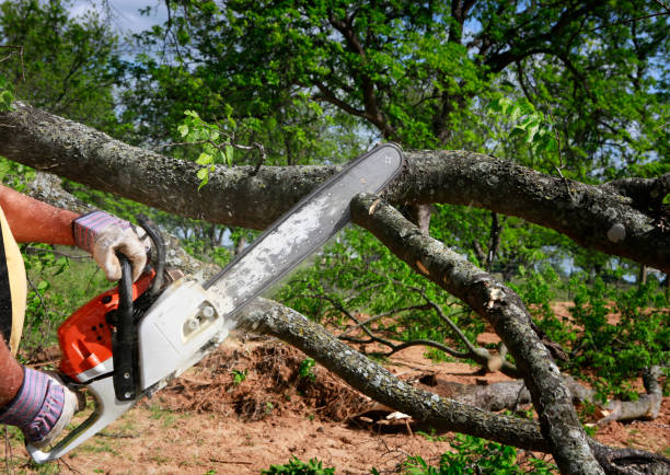 Trusted Ely, IA Tree Services Experts